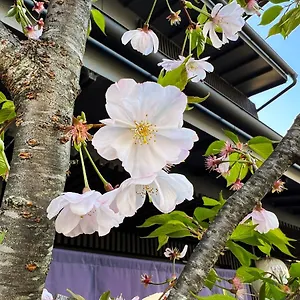 Aparthotel Rinn Kamiebisu, Kyōto